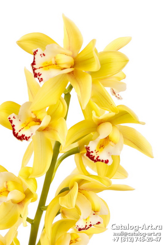 Yellow orchids 16